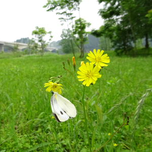 南充市井生活头像