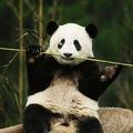 熊猫娱乐码头头像