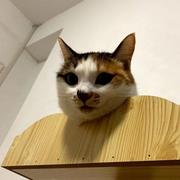 bihacat的个人资料头像