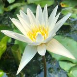 自由的咖啡AP头像