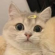 祖传代码的个人资料头像
