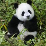 小木子李头像