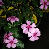一花一世界75612头像