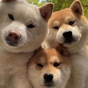 Zssss修勾的个人资料头像