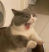 喝热水的大哲的个人资料头像