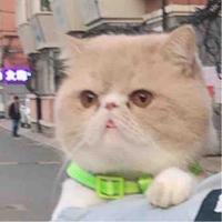 宋小驴bs头像