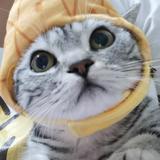 房东有只猫猫头像