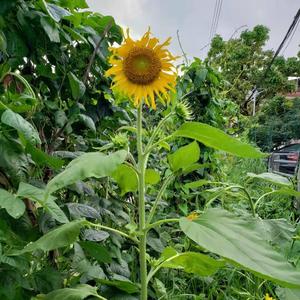 一棵向日葵🌻开九朵花头像