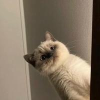 LBJ不会打中锋头像