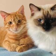 前端una的个人资料头像