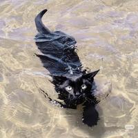 健康乔伊斯7X1头像