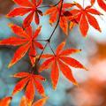 A草原雄狮头像