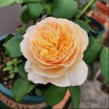 一级注册买菜师头像