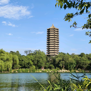 师旭非洋（北大妈妈）头像