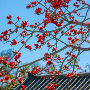 乘风破浪幸福雪山头像