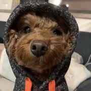 德玛西亚之力的个人资料头像