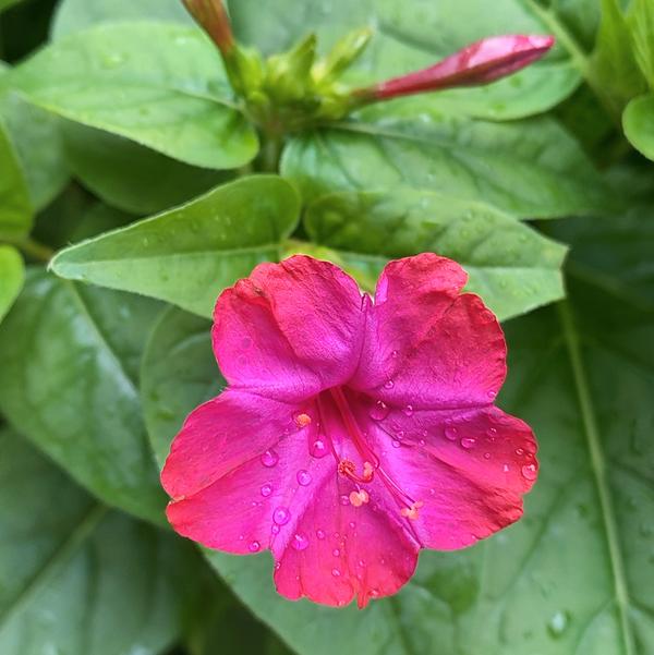 小小甜鱼咪头像