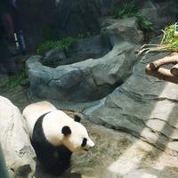 第爱大头像