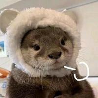 石头先生头像
