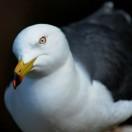 只摸大鱼的个人资料头像