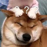 瓜兮兮头像
