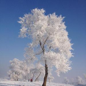 饽饽爱美丽头像