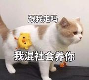 须以Orz的个人资料头像