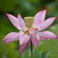 百香果旺旺头像