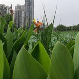 晨曦之光3749头像