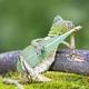 蜥蜴爱上吉他头像