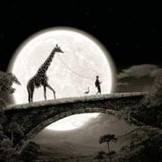 Shadowmaple的个人资料头像