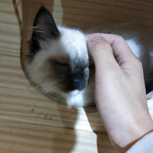 猫叔叔头像