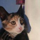 我有8只猫的个人资料头像