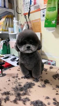 医药高新区乐宠园宠物店头像