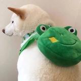 砰砰4538头像