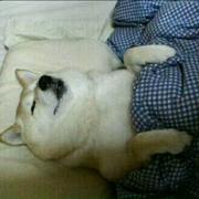 羽鹏的个人资料头像