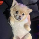 洋洋181359510头像