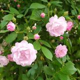 爱读书的熊孩子头像