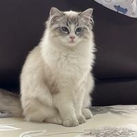 一般普通市民头像