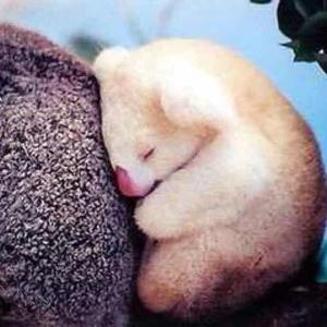 爱睡觉的Koala头像