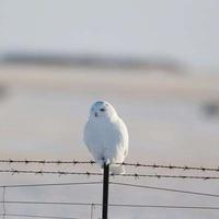 大魔法师梅林332头像