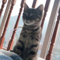 极品松花鸭子头像