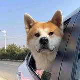 西安胡浪头像