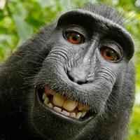 北翟一道光头像