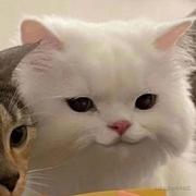 石航斌的个人资料头像