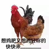 开朗星辰XPt头像