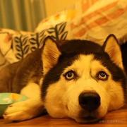 心突突突的个人资料头像