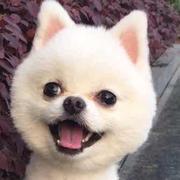 游鱼的个人资料头像