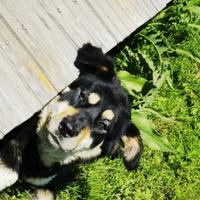 落魄山土著头像