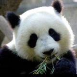 熊猫六六头像